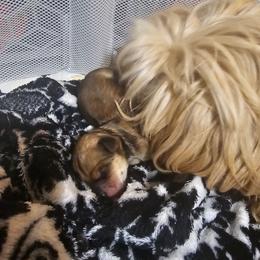 Miracle - Chocolate female Morkie puppy in Terrell, Texas from PBJ Farms