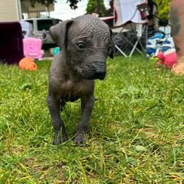 Bingo - Black female Xoloitzcuintli puppy in Manitowoc, Wisconsin from Wonderland Kennel