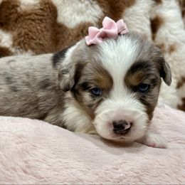Light pink collar - Blue merle female Miniature Australian Shepherd puppy in 32046, Florida from River Hill Ranch