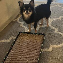 Charlie - Chihuahua