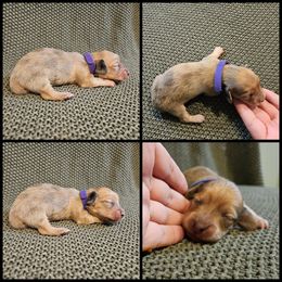 Purple - Dapple female Dachshund puppy in Panama City Fl, Florida from Southern Bliss Doxies