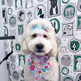 Goldendoodle and Saint Berdoodle All Grown Up from Golden Pond Doodle’s DFW