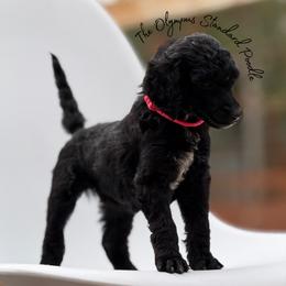 Feyre - Black female Poodle puppy in Spring Hills, Florida from The Olympus Standard Poodle