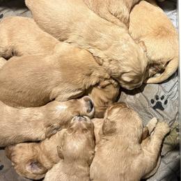 Girl 5 - Golden female Golden Retriever puppy in Maidens, Virginia from Legacy Farm Goldens