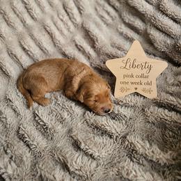 Liberty - Dark golden female Golden Retriever puppy in Inman, South Carolina from Shadow Acres