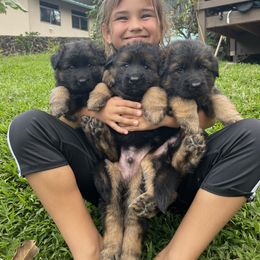 German Shepherd Puppies from Oahu German Shepherds