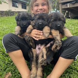 German Shepherd Puppies from Oahu German Shepherds