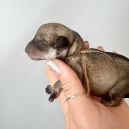 Copper Ribbon Girl - Salt and pepper female Miniature Schnauzer puppy in Floyd, Virginia from Little River Puppies