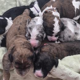 Bernedoodle puppies from Granton Creek