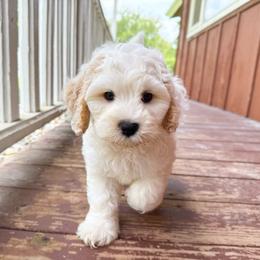 Swiss - Cream male Australian Labradoodle puppy in Wamego, Kansas from Doodles of Oz