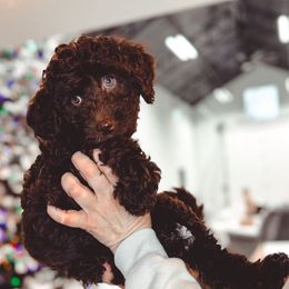 Snugglepuff - Brown female Bernedoodle puppy in Jackson, Missouri from Pincksten Family Doodles