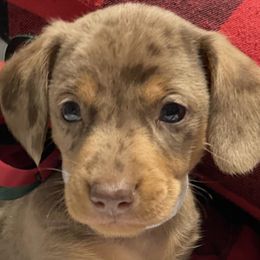 Cavapoos and Dachshunds from Whiteley Cavapoos & Dachshunds