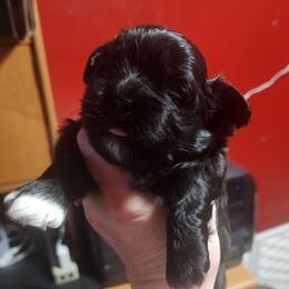 Red - Black and white male Shichon puppy in Imperial, Missouri from Shichon Teddybear  puppies of Miss