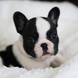 Purple Collar - Brindle and white French Bulldog puppy in Wichita, Kansas from Phantasticus French Bulldogs