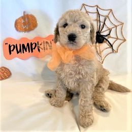 Goldendoodle Puppies from OnlyGoldendoodles