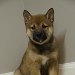 Shiba Inu Puppies from Veronika's Shiba Inus