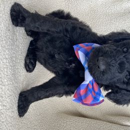 Goldendoodle Puppies from Luneckas Litters