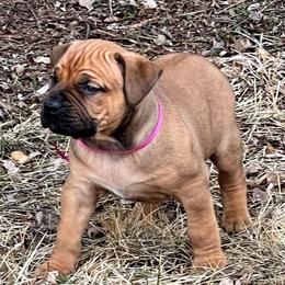 Pink female - Red female Boerboel puppy in Rockford, Illinois from Adoraboerboels