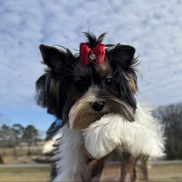 Bellla - Black tan and white female Biewer Terrier puppy in Trinity, Alabama from Bama Biewers