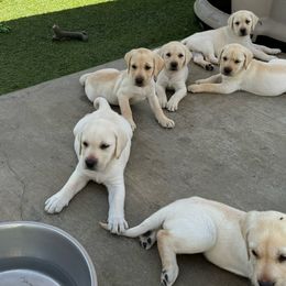 Puppy - Yellow Labrador Retriever puppy in Riverside, California from Harlow’s Labrador Retrievers