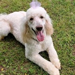 Goldendoodles from Doodles of Grace Acres