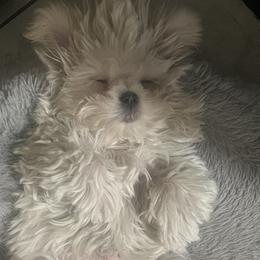 Maltese and Yorkshire Terriers from Pooch Perfect Puppies