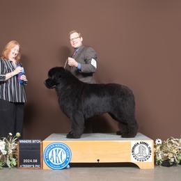 Emmy - Black female Newfoundland puppy in Nevis, Minnesota from Faithful Acres Newfs
