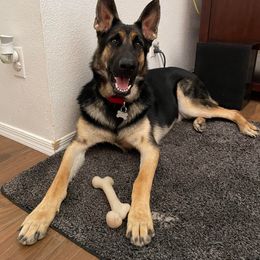 German Shepherd All Grown Up from Freiheit Von Himmel  Shepherds