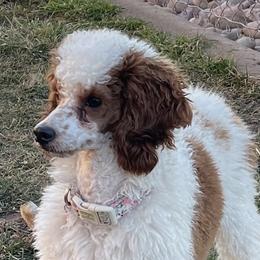 Daisy - Poodle