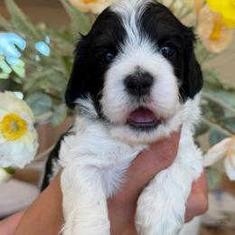 Vance - Black and white male Cockapoo puppy in Yuciapa, California from AlltheDoodlez_