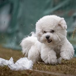 Remy short for Remington - Bichon Frise