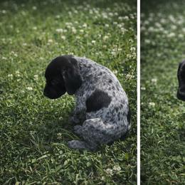 Patty - Black roan female German Shorthaired Pointer puppy in Columbia, Louisiana from M&R Breeders