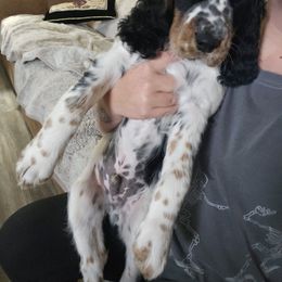 Taco - Black white and tan male English Springer Spaniel puppy in Spokane, Washington from Prairie Lane Springer Spaniels