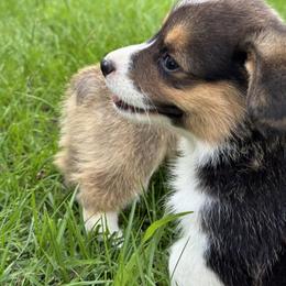 Pembroke Welsh Corgi Puppies from Sherwood Acres Pembrokes