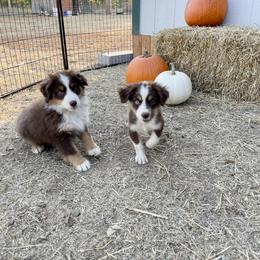 Miniature Australian Shepherd Puppies from Wild Outlaw Aussies