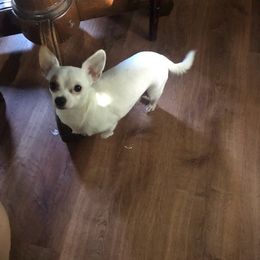 Chihuahua All Grown Up from Fancy Chihuahuas