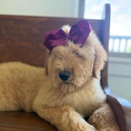 Violet - Red  female Goldendoodle puppy in Fayetteville, Arkansas from Silver Hill Farm