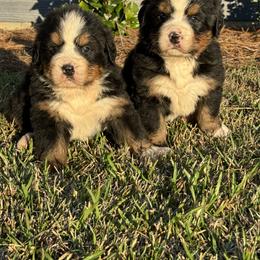 Bernese Mountain Dog Puppies from Faith’s Bernese
