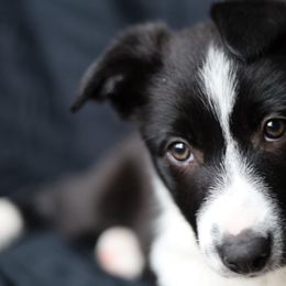Border Collie Puppies from By Design Farm