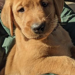 Labrador Retrievers and Pomeranians from Prairie Ridge Kennel