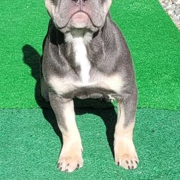 French Bulldogs from JnT Frenchies