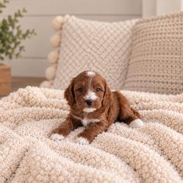 Savannah - Red  female Goldendoodle puppy in Floyd, Virginia from Hearts and Paws Poodles and Doodles