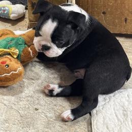 Max - Black brindle and white male Boston Terrier puppy in Alabama from Southern Bulldogs
