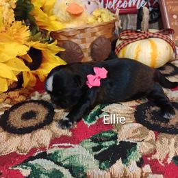Girl 1 - female Shih Tzu puppy in Ruffs Dale, Pennsylvania from RAM Shih Tzus Rolling Hills of PA