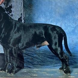 Staffordshire Bull Terriers from Mary's Staffordshire Bull Terriers