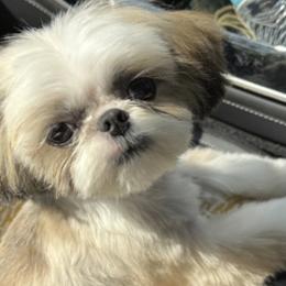 Winston - Shih Tzu