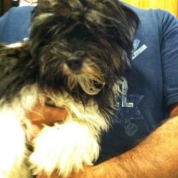 Havanese All Grown Up from Harmony Havanese