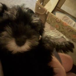 Boy 1 - Black and silver male Miniature Schnauzer puppy in Albany, New York from David's Pups