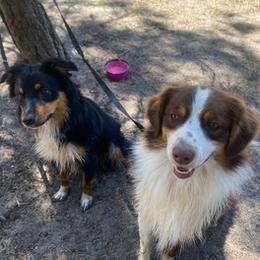 Australian Shepherds from Hopper Farms