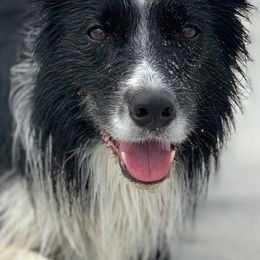 Border Collies from Ruth's Border Collies